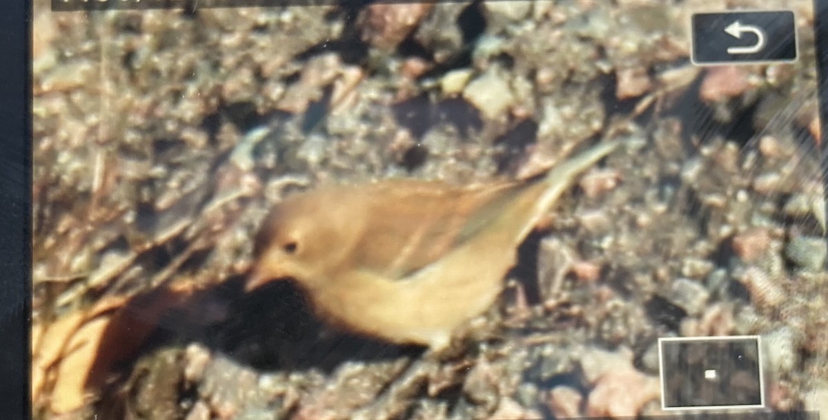 Indigo Bunting - ML274413381