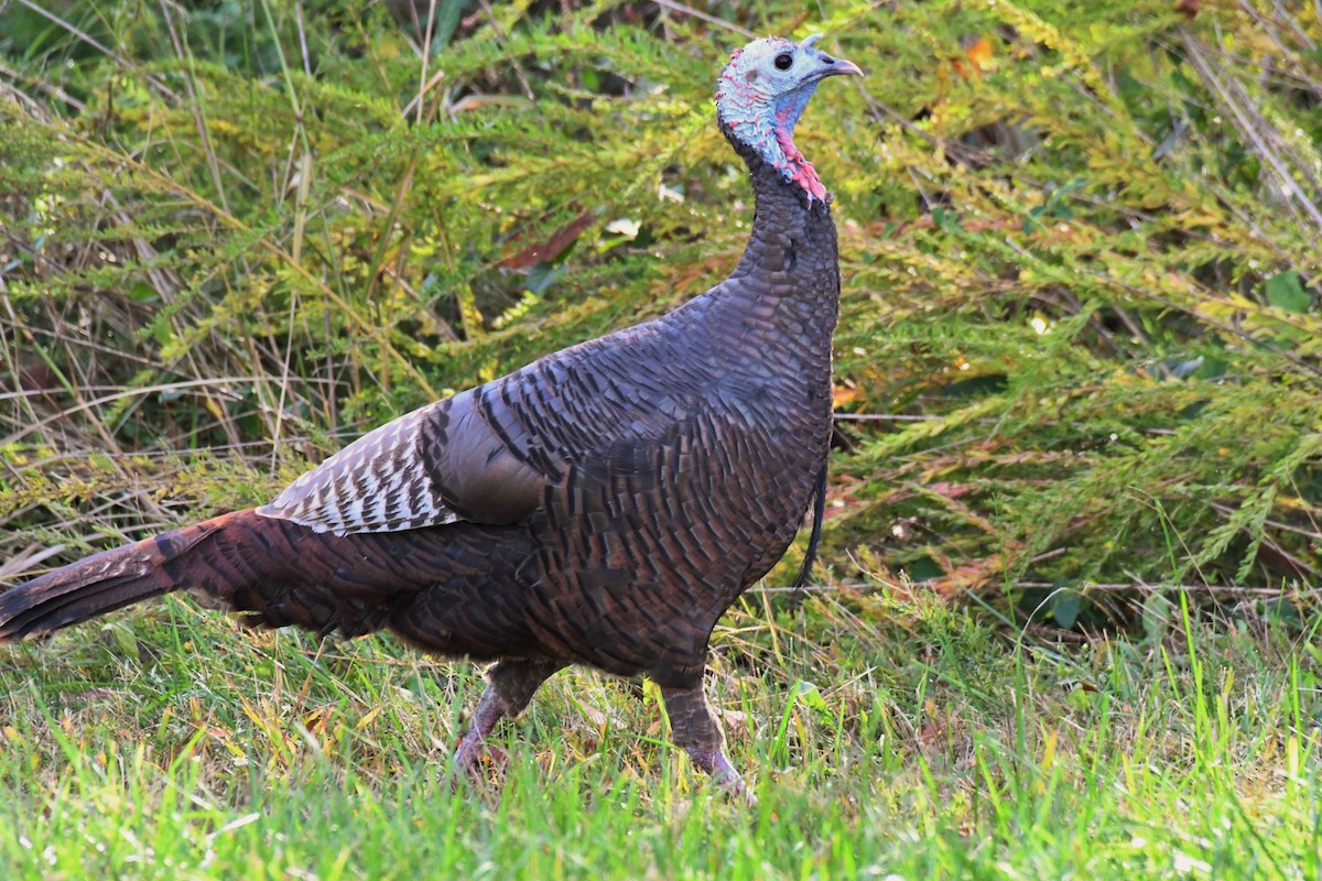 Wild Turkey - ML274413571