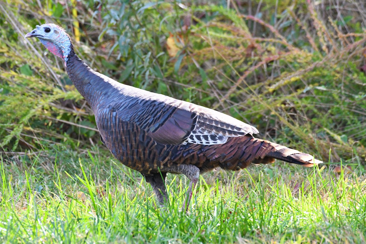 Wild Turkey - ML274413741