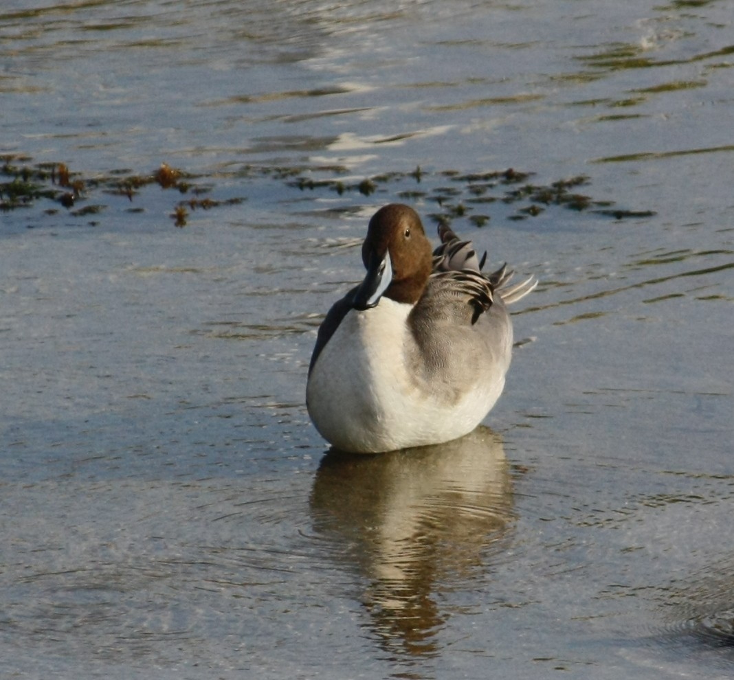 Northern Pintail - Loren Kliewer