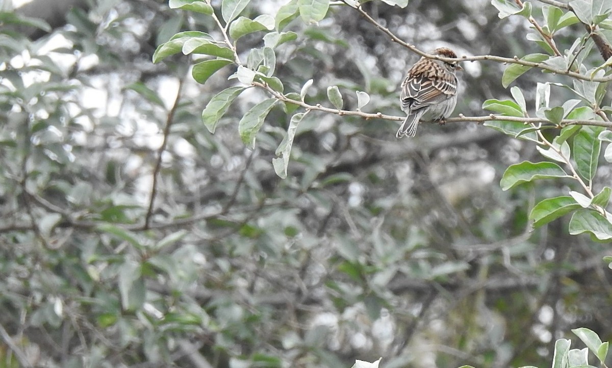 Chipping Sparrow - ML274414481