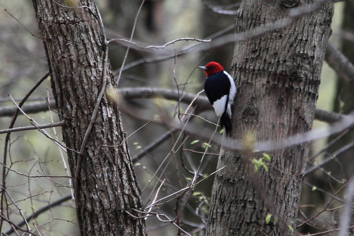 Red-headed Woodpecker - ML27441571