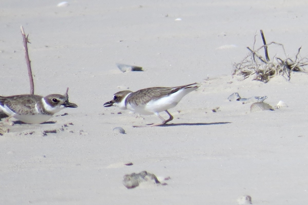 Wilson's Plover - ML274415781