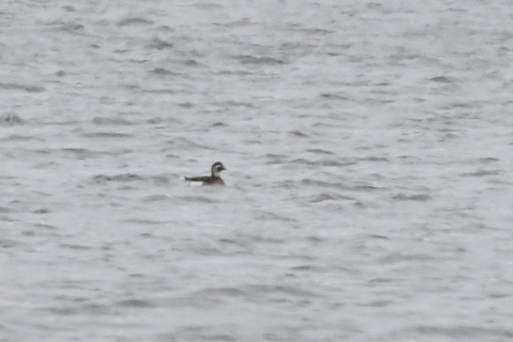 Long-tailed Duck - Barry Blust