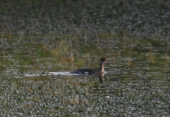 Western Grebe - ML274415981