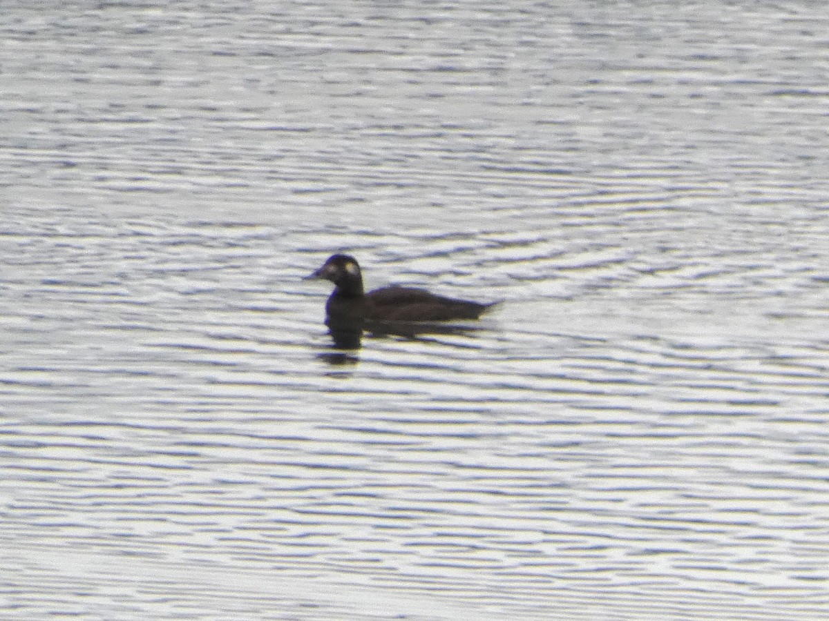 White-winged Scoter - ML274416131