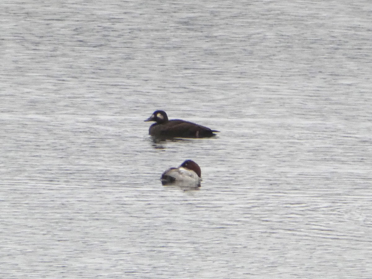 White-winged Scoter - ML274416141