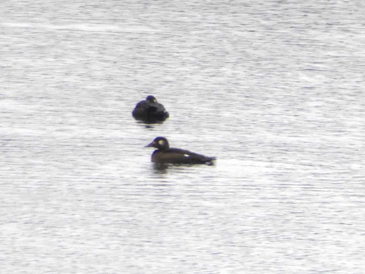 White-winged Scoter - ML274416151