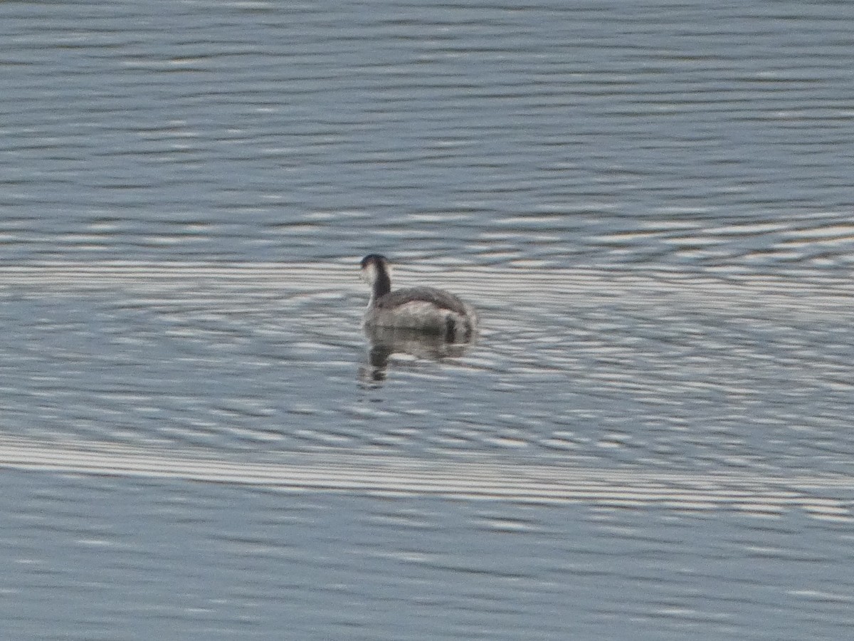 Horned Grebe - ML274416271