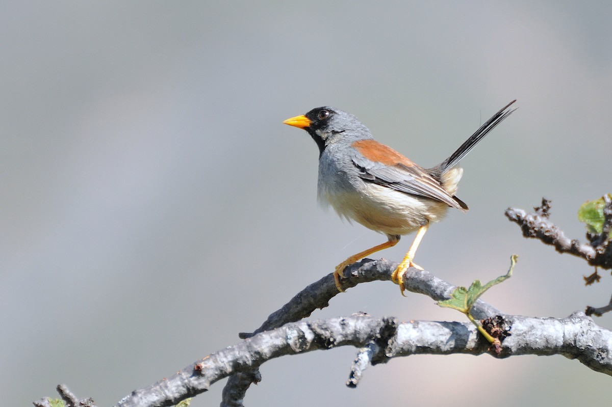 Buff-bridled Inca-Finch - ML274417921