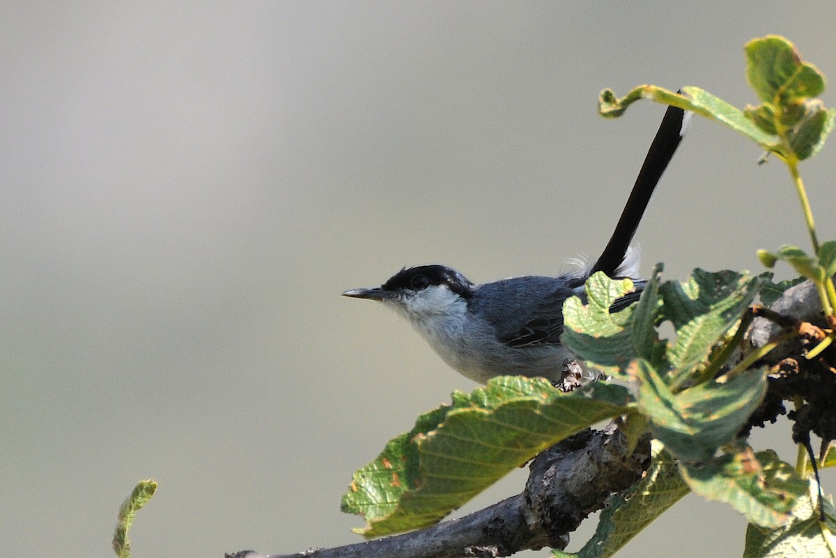 Tropical Gnatcatcher (Marañon) - ML274418081