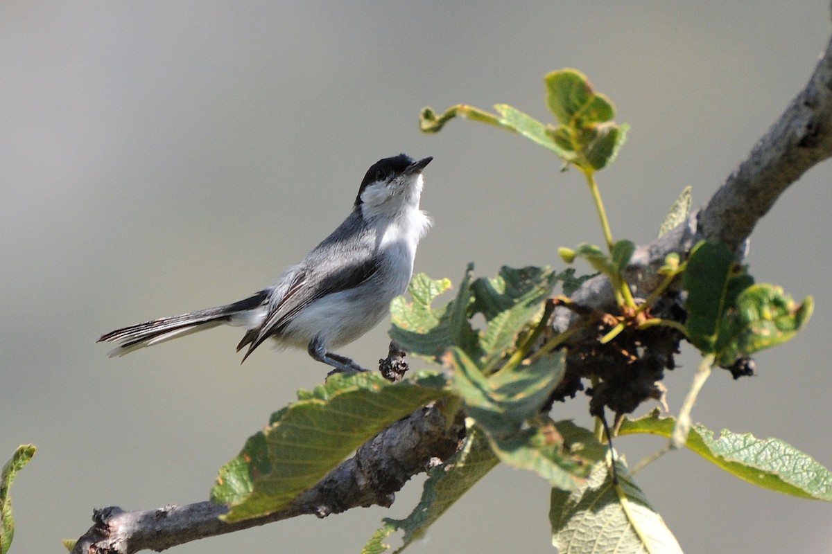 Tropical Gnatcatcher (Marañon) - ML274418121