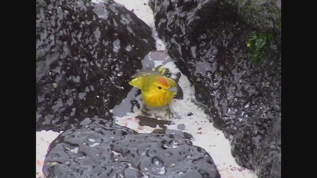 Yellow Warbler (Galapagos) - ML274419551