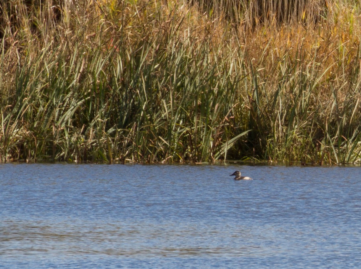 Ruddy Duck - ML274420611