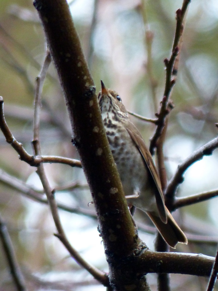 Hermit Thrush - ML274425311