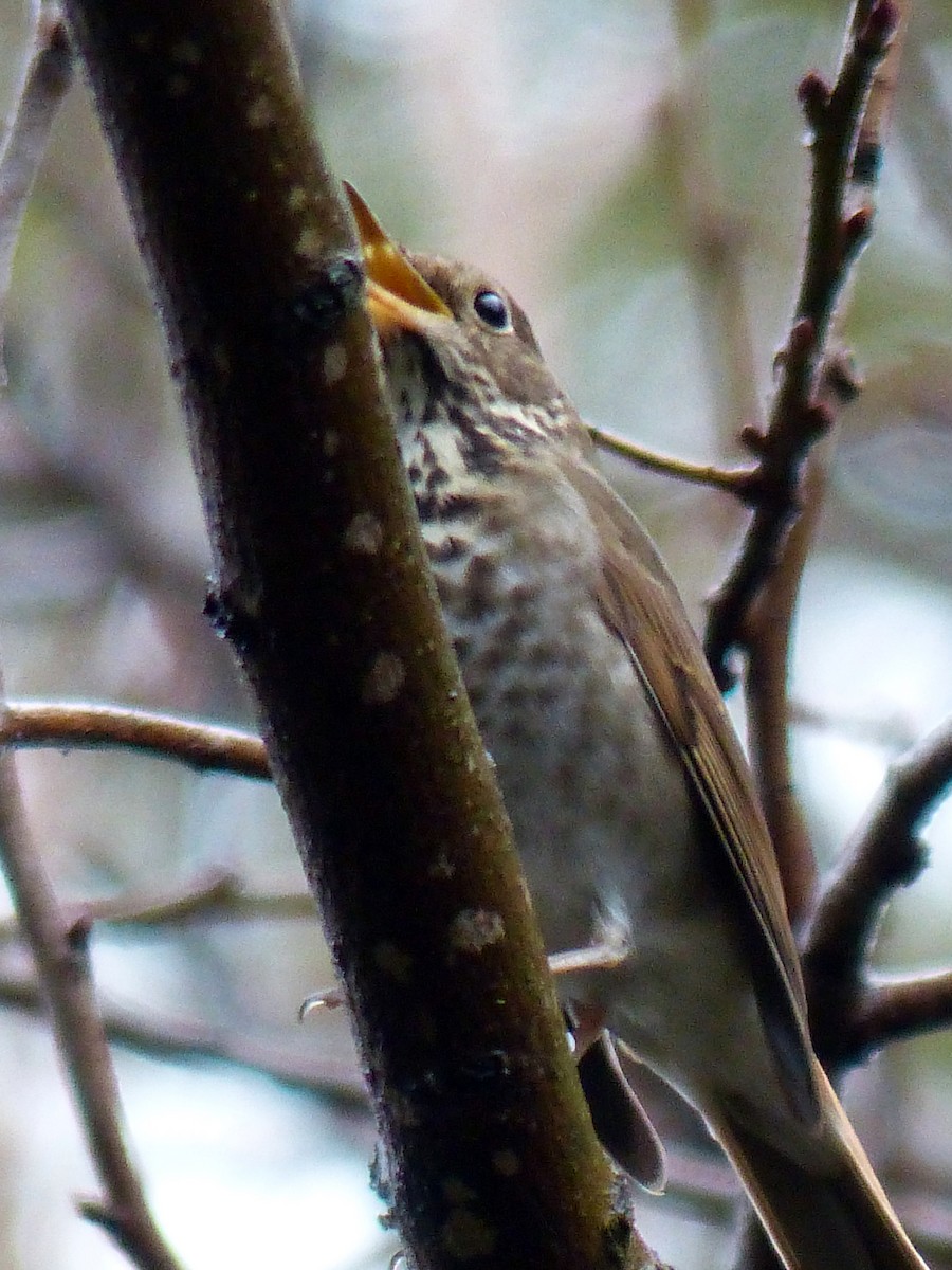 Hermit Thrush - ML274425321