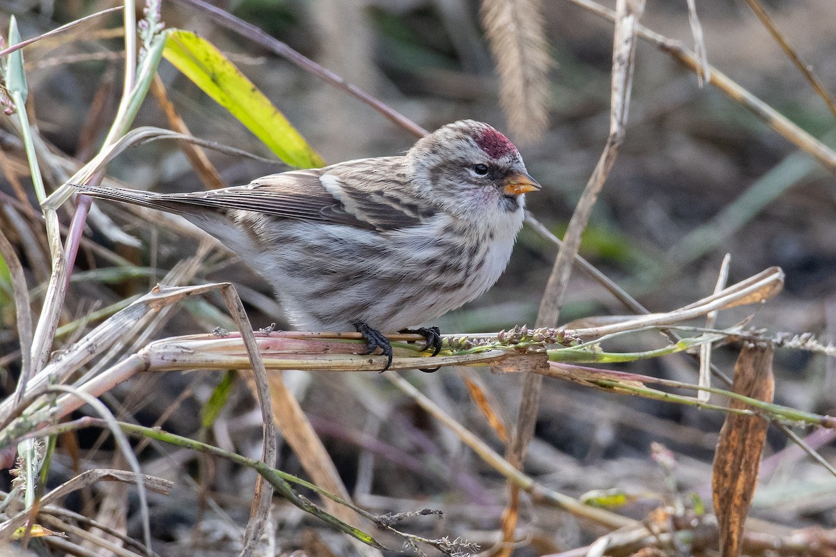 Common Redpoll (flammea) - ML274426571