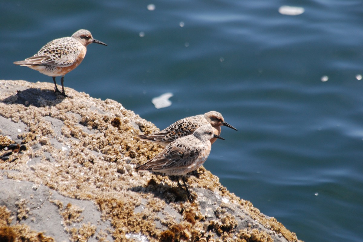 Red Knot - Ken Chamberlain