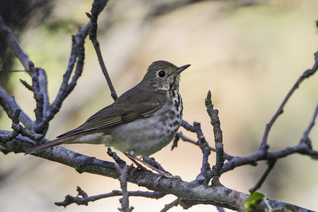 Hermit Thrush - ML274432821