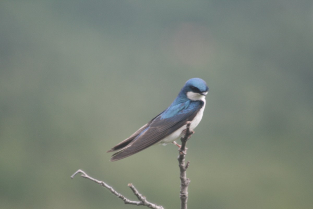 Golondrina Bicolor - ML274433021