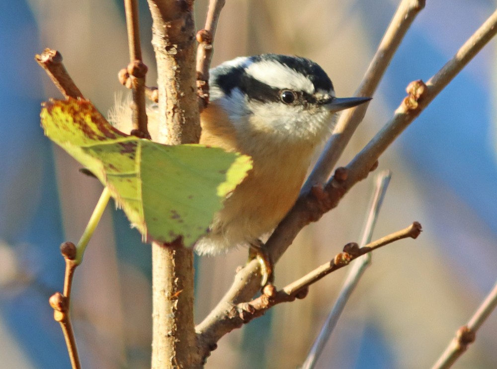 Red-breasted Nuthatch - ML274436021