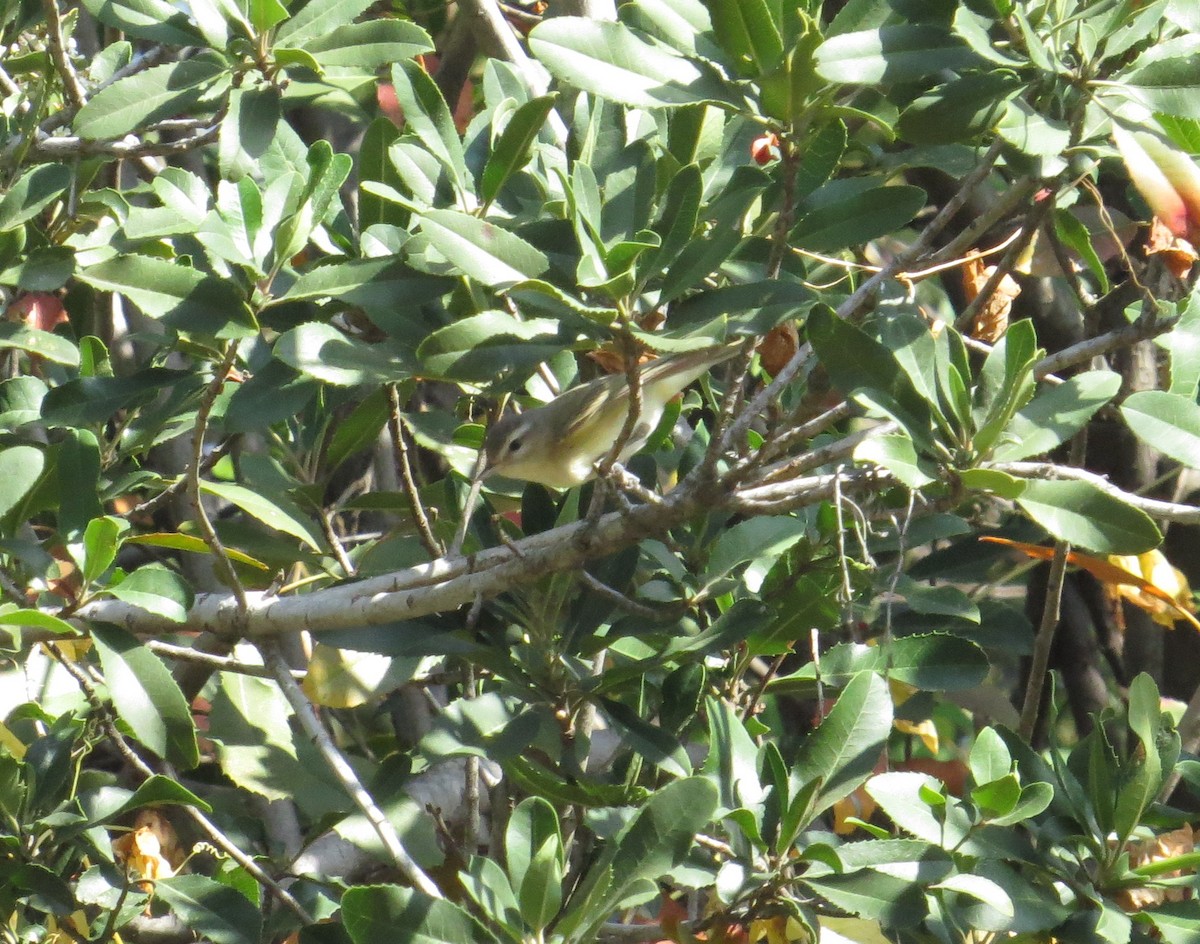 Western Warbling Vireo - Marcus England