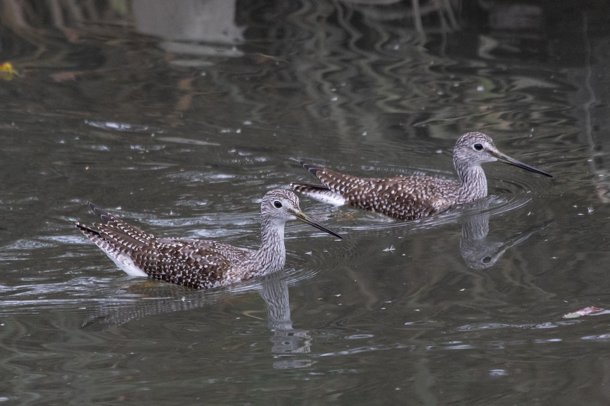 Greater Yellowlegs - ML274437791