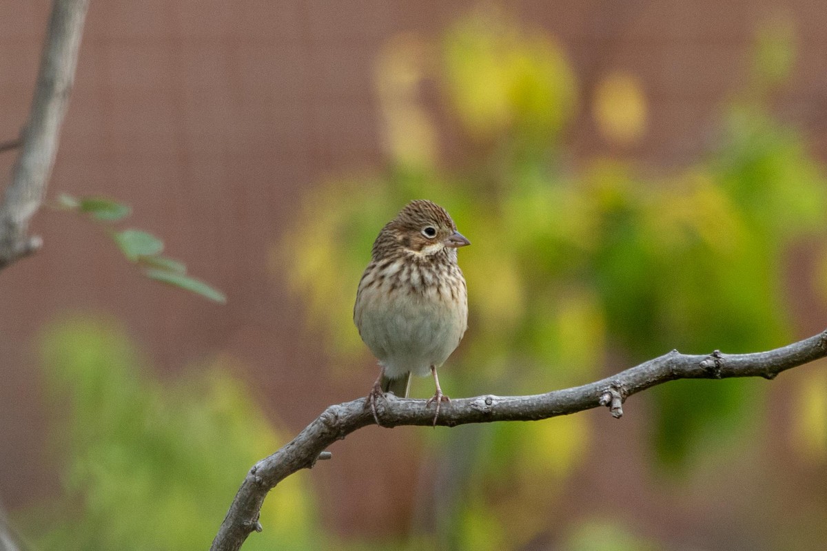 Vesper Sparrow - ML274438481