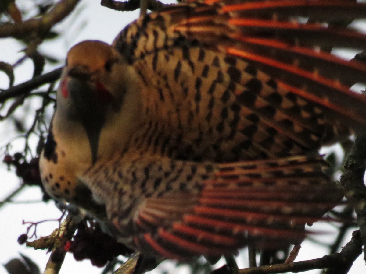 Northern Flicker (Red-shafted) - ML274440001