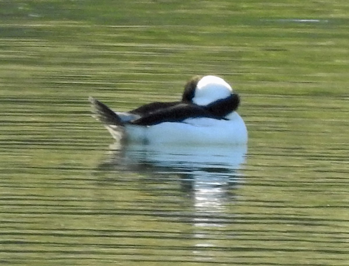 Bufflehead - ML274442381