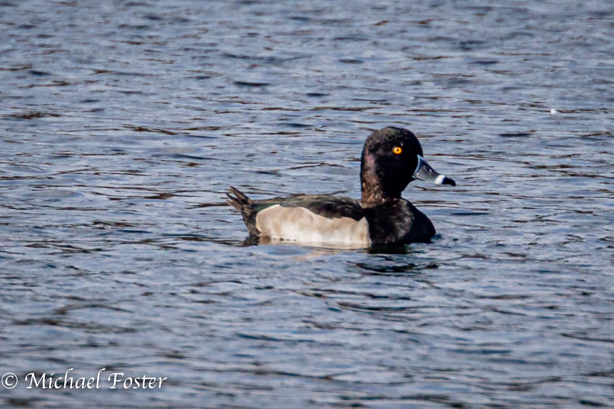 Ring-necked Duck - Michael Foster