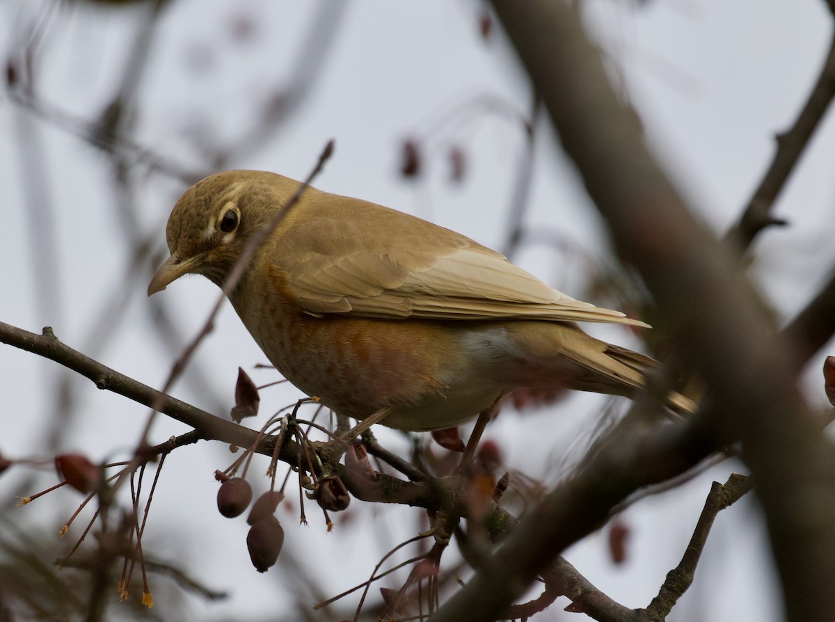 American Robin - ML274444111