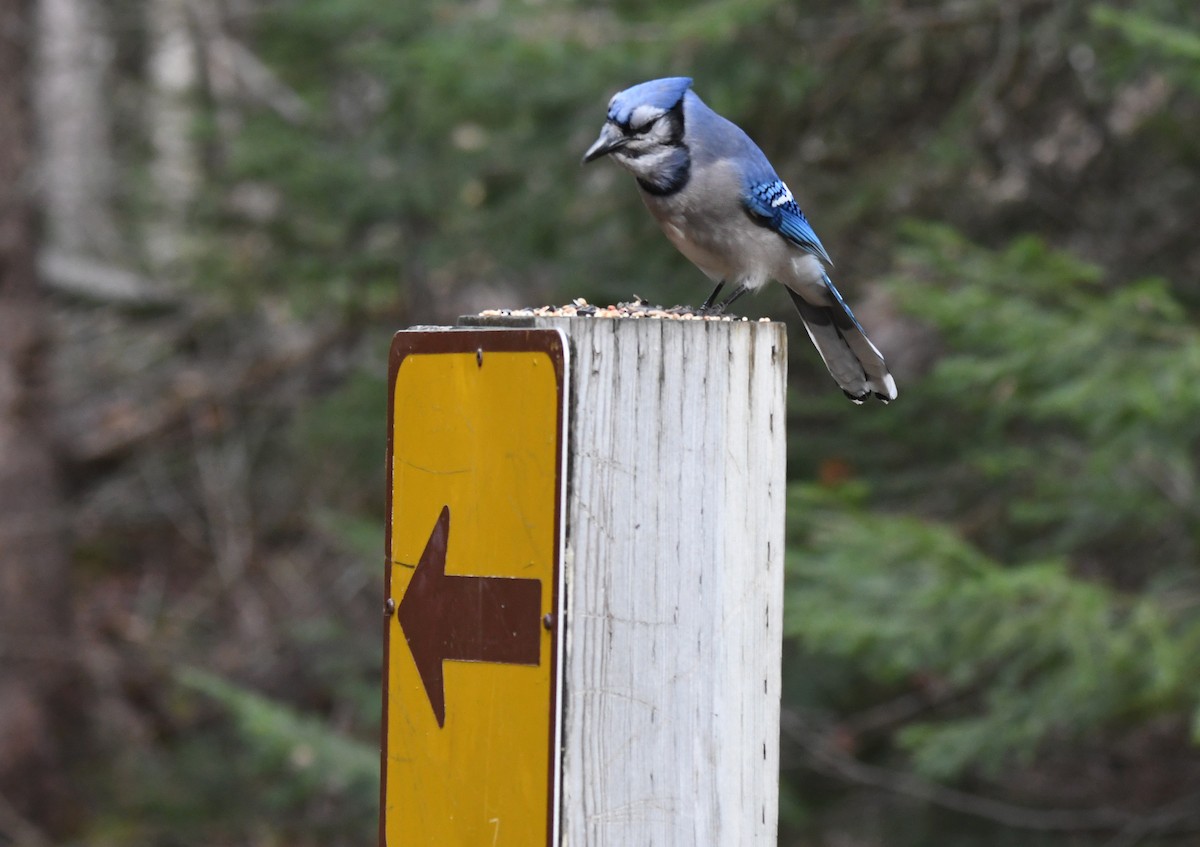 Blue Jay - ML274444561