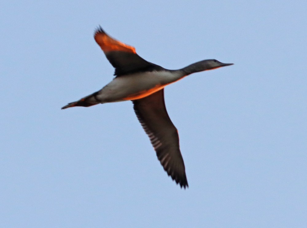 Red-throated Loon - ML274445041