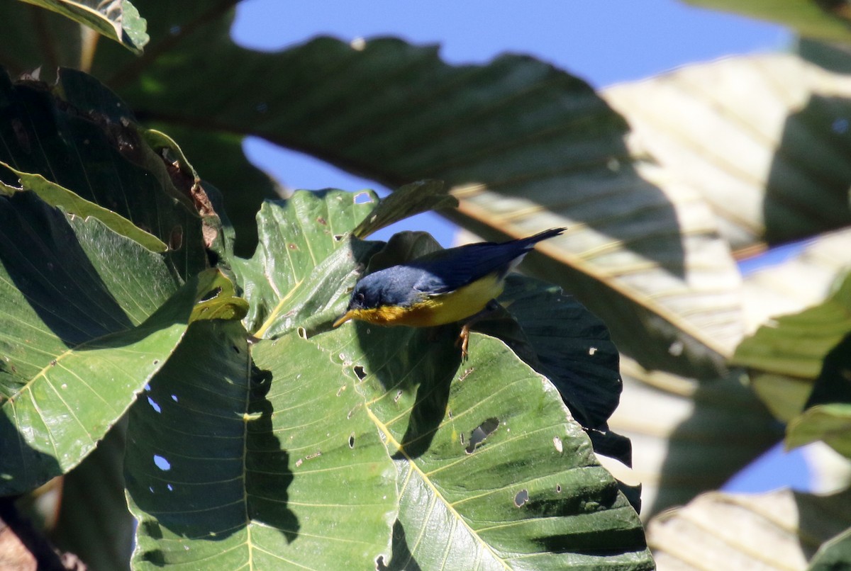 Tropical Parula - ML274446301