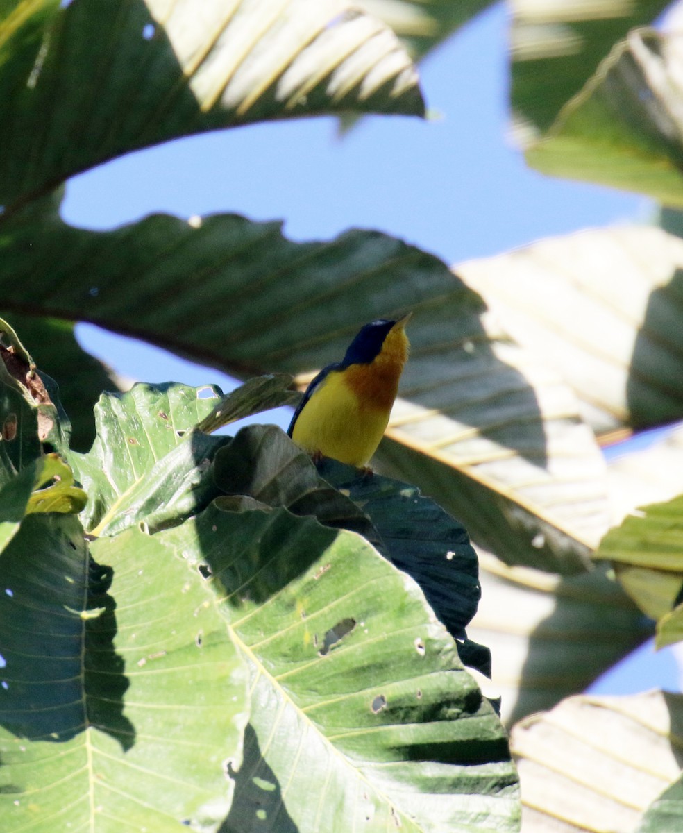 Tropical Parula - ML274446311