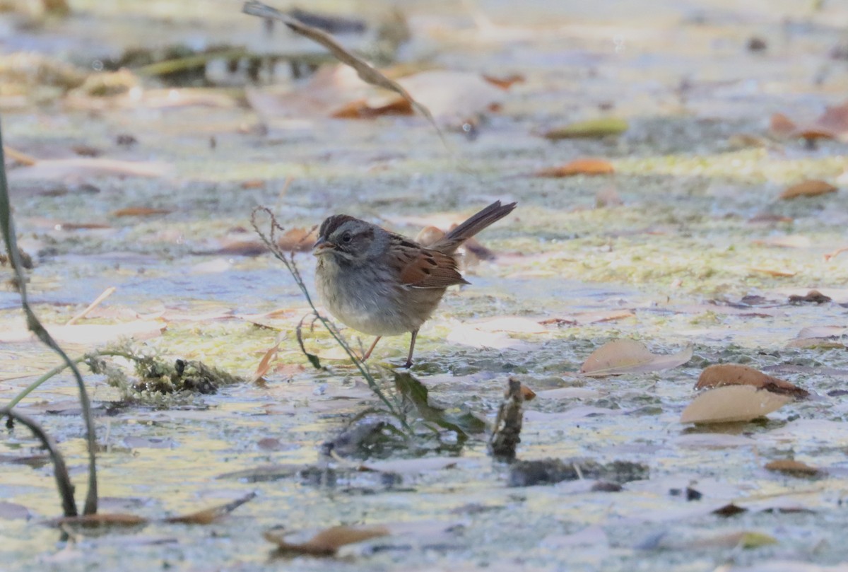 Swamp Sparrow - ML274449451