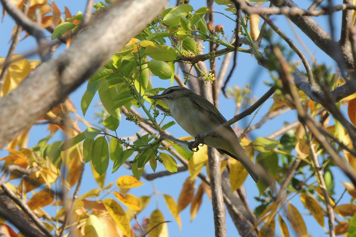 Bıyıklı Vireo - ML27445041