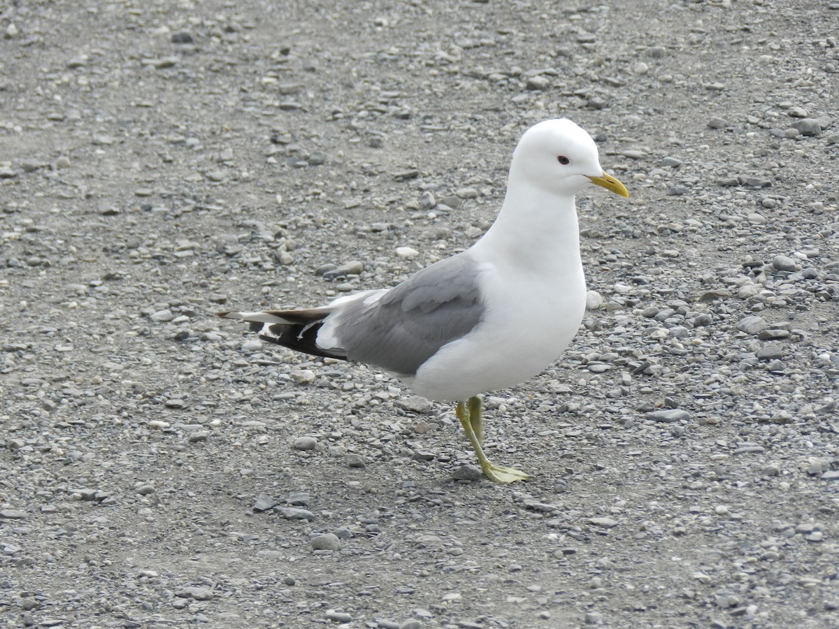 Short-billed Gull - ML274451401