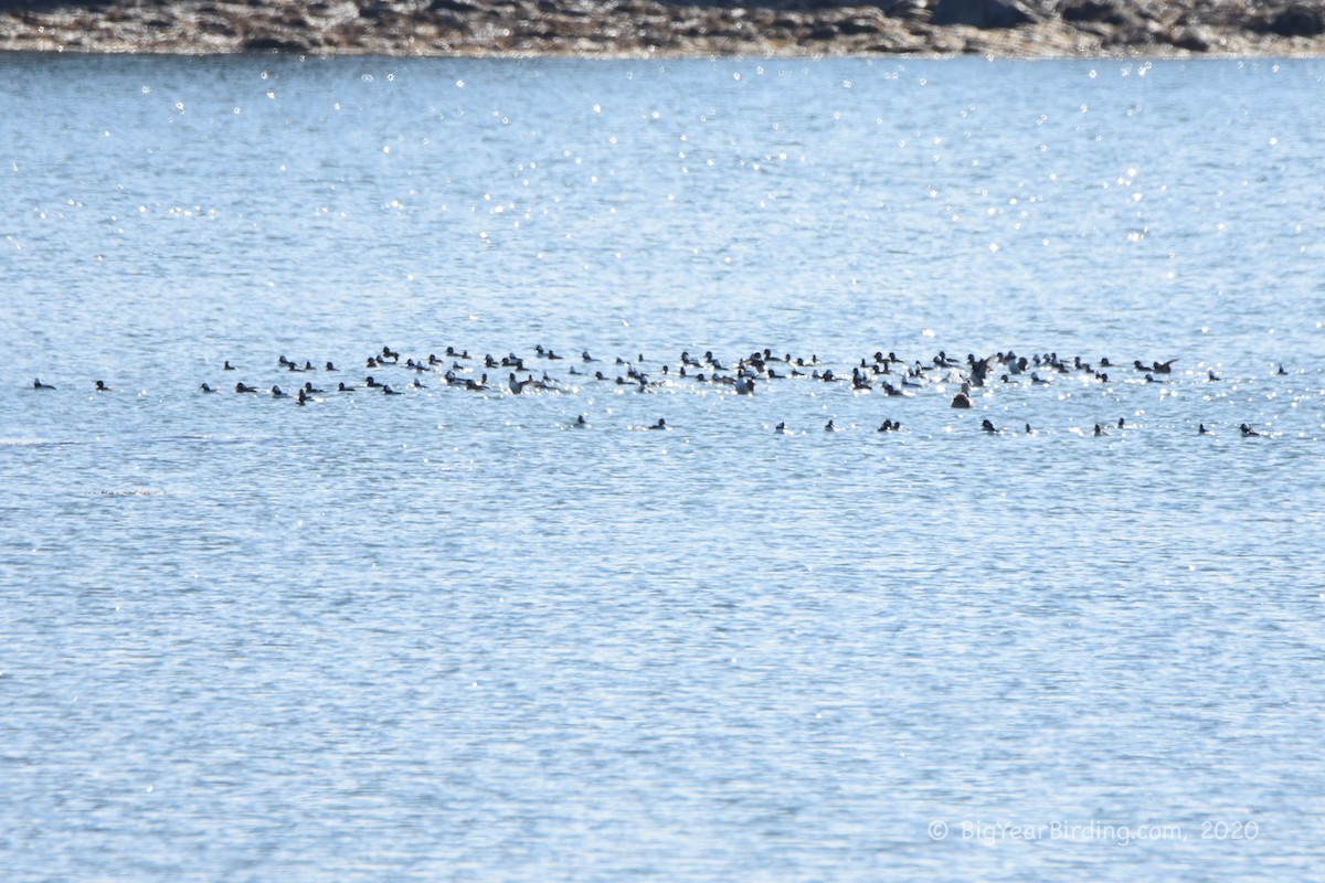 Bufflehead - ML274452091