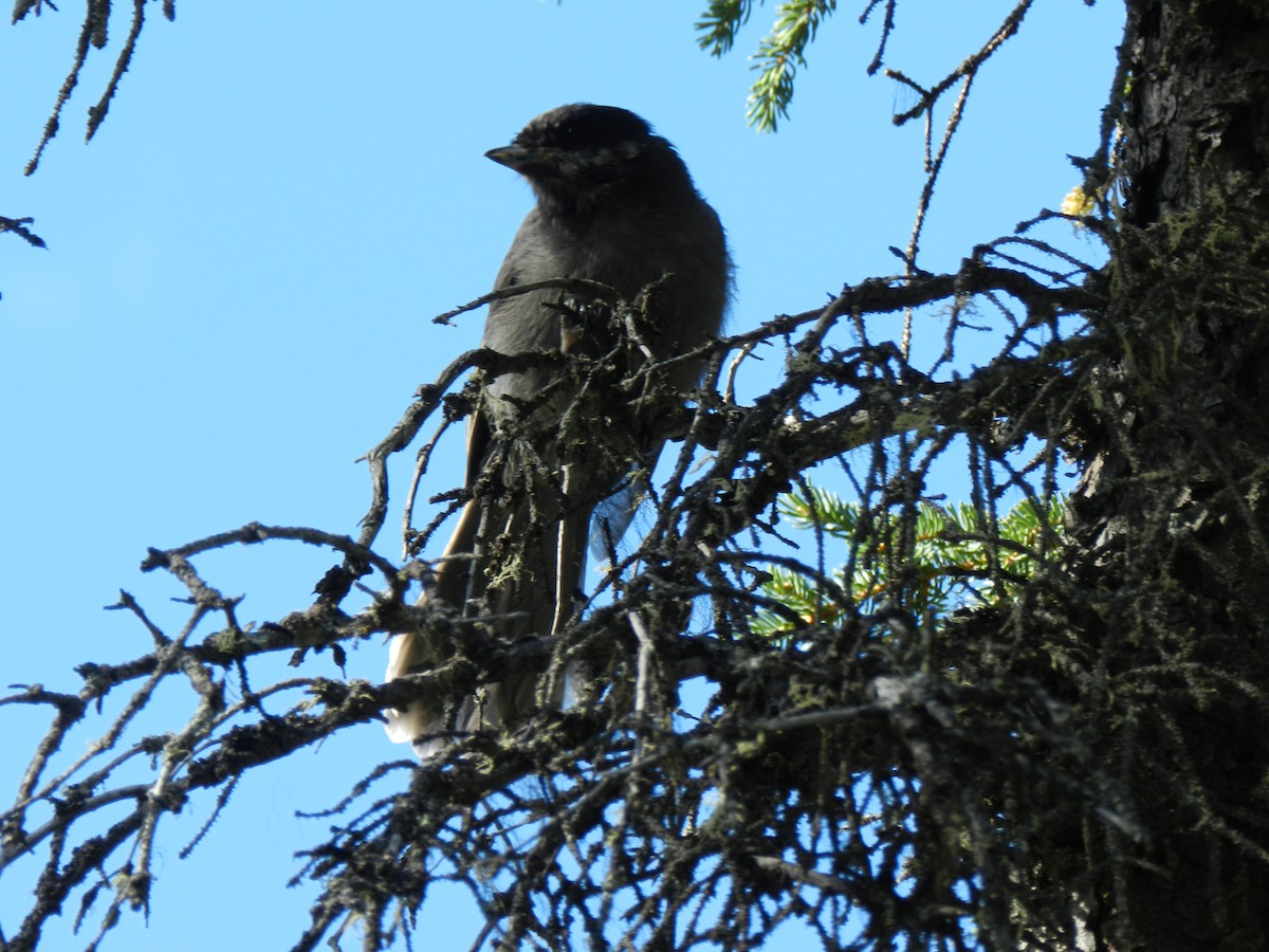 Canada Jay - ML274453021