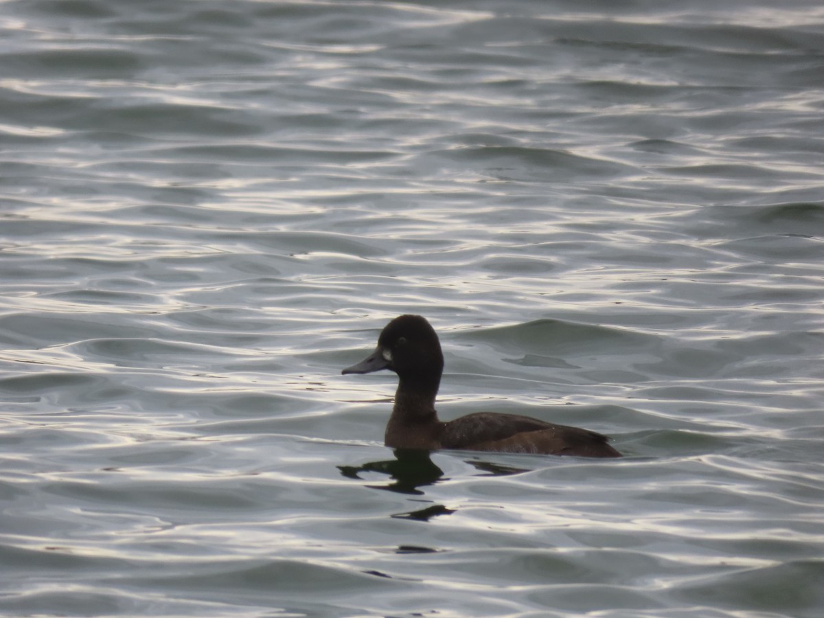 Lesser Scaup - ML274454591