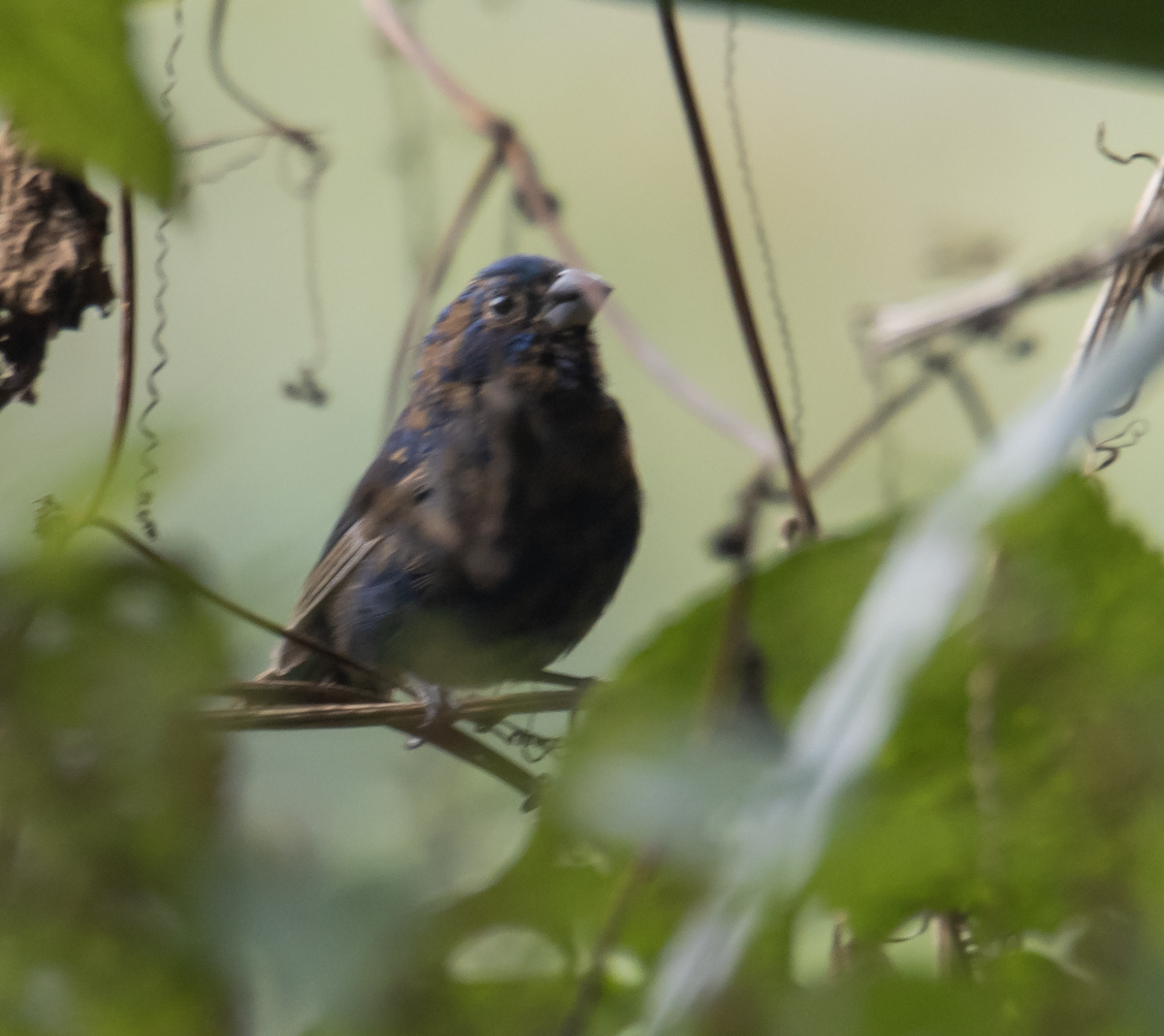 Blue Seedeater - ML274457131