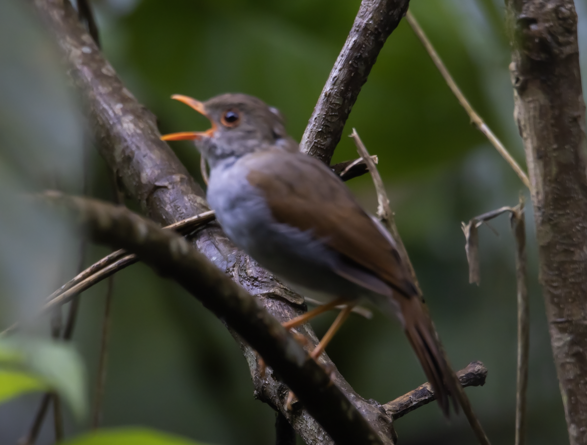 Orange-billed Nightingale-Thrush - ML274457621