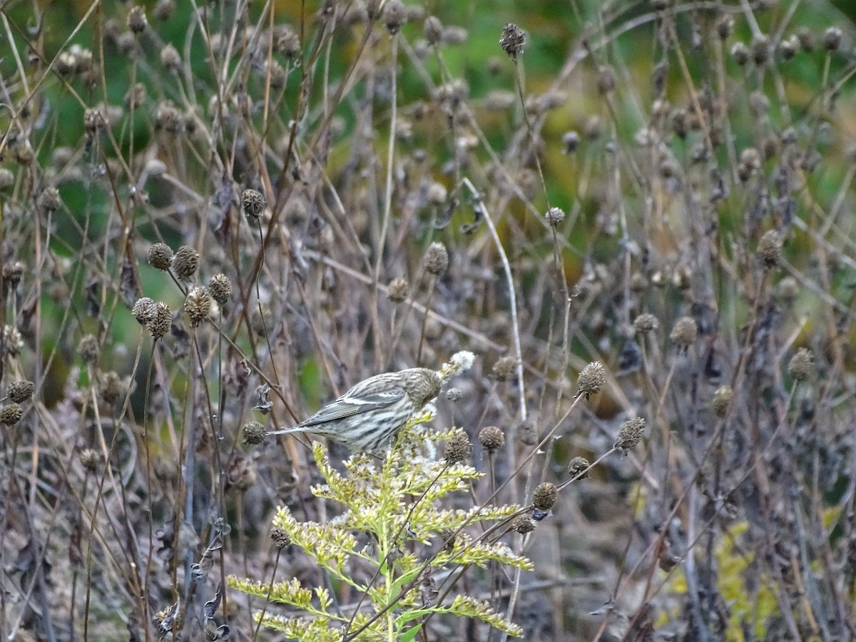 Pine Siskin - ML274458121