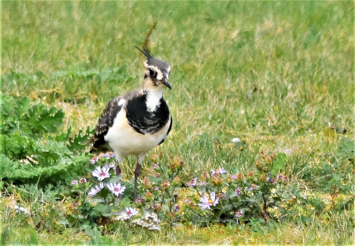 Northern Lapwing - Robert Lange