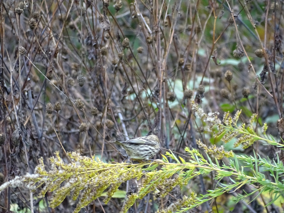 Pine Siskin - ML274458231