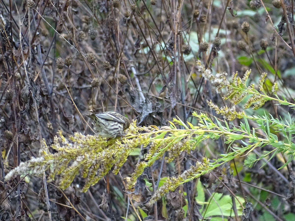 Pine Siskin - ML274458251