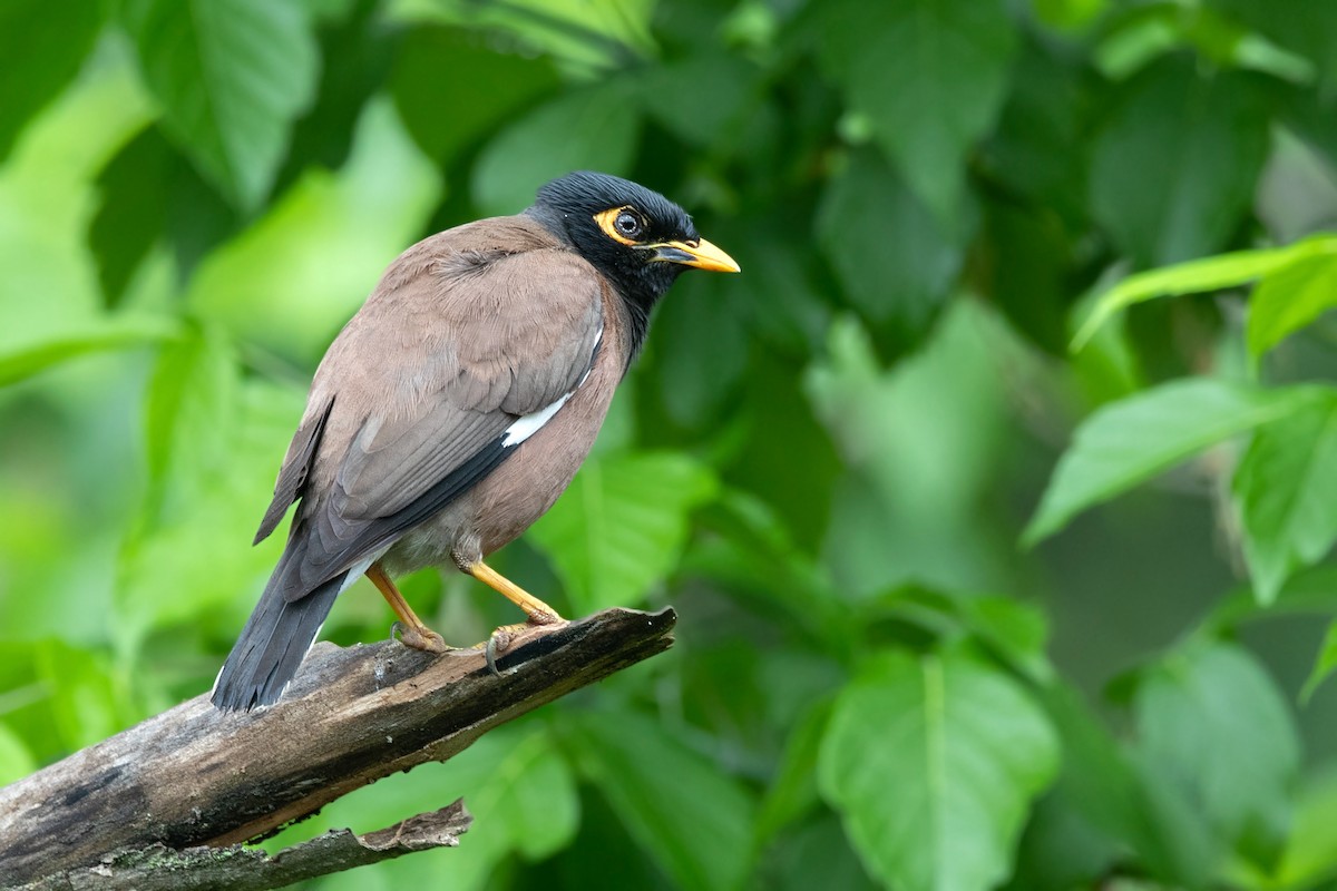 Common Myna - ML274459001