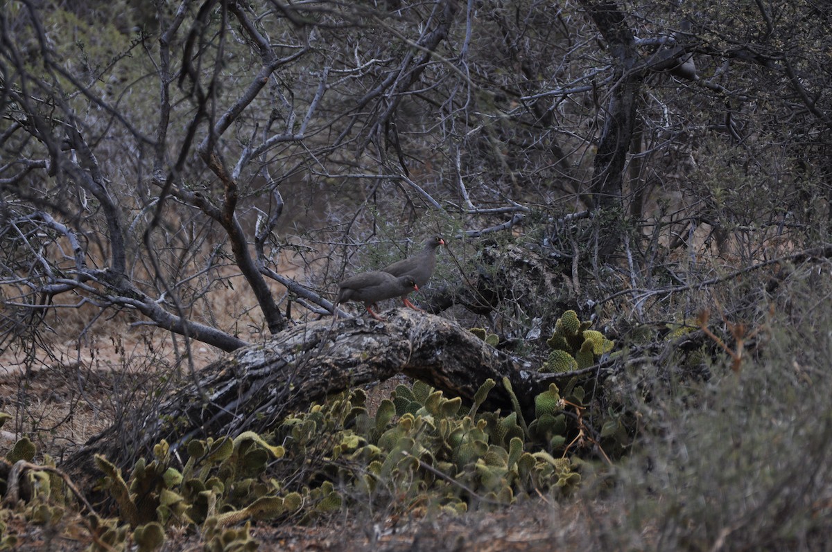 Red-billed Spurfowl - ML274461091